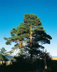 Pin sylvestre. Pinus silvestris.