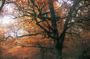 Chêne. Quercus robur.