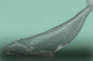 
Baleine franche, baleine basque, baleine de Biscaye ou baleine
des Basques sont quelques-uns des noms employés pour désigner
Eu-balaena glacialis. Ici représentée à la même échelle que les chaloupes.