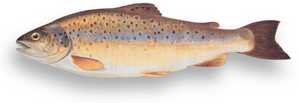 La trucha, como el salmón, eran comunes en el Deba