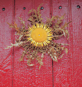 La flor del cardo evoca la figura del sol y atrae su proteccion contra los malos espiritus.