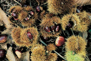 54.	Chestnuts were one of the main ingredients of winter meals.