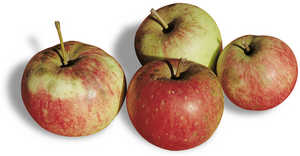 58. Certaines varits de pommes de qualit spciale, les gorde sagarrak, se conservaient en bon tat pendant de longs mois et taient normalement utilises pour payer le loyer de la ferme.