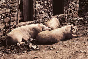 89. Les porcs vivaient séparés des autres animaux de la ferme. On les laissait souvent en liberté dans les alentours.