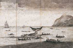 Whale capture and hunt.
