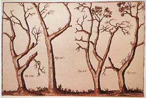 La forme des arbres servait  obtenir les dimensions appropries.