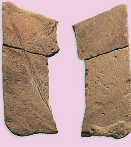 38. Plaquette grave d'Urtiaga (Deba)  la tte de bouquetin femelle ou de chevreau grave sur l'une des faces et un renne sur l'autre.