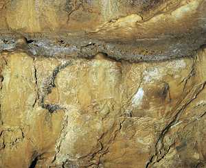 82. Painted bison, half-covered by a stalagmite mantle.© Jesús Altuna