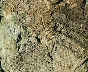 63. Signo grabado en Altxerri, que da comienzo a las representaciones de la caverna.