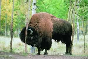 79. Present-day bison in a birch grove.© Xabi Otero