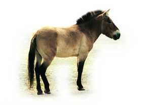 107. Present-day wild horse (Przewalski horse).© Jesús Altuna