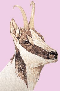 34. Drawing of a present-day chamois. Compare the stripe running from the eye to the muzzle with the figure.© Iaki Zorrakin