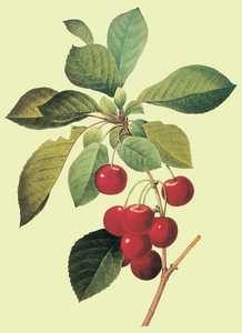 134. Cherries.© Redout