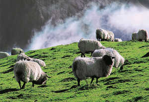 139. Moutons (Ovis aries).© Xabi Otero