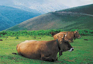 140. Vache (Bos taurus).© Xabi Otero